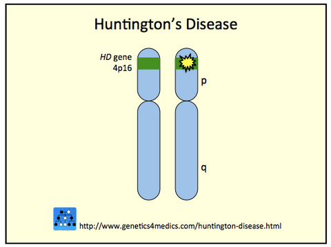 huntington's disease HD gene 4p16