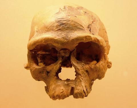 jebel irhoud earliest sapiens cranium