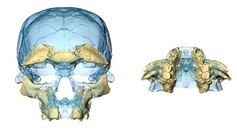 jebel irhoud facial reconstruction early homo sapiens