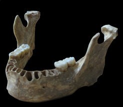 jawbone of Oase Man, modern human with a recent Neandertal ancestor