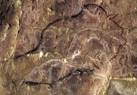 salon noir, niaux cave - bison dated 13,850 BC - magdalenian
