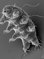 tardigrade the survivor