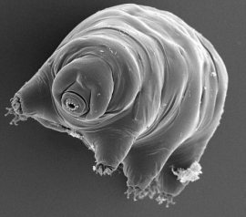 tardigrade, the toughest animal on the planet