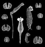 bdelloid rotifer and their jaws