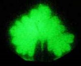 Fritz-Albet Popp - leaf irradiating faint light