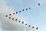 v-formation - birds
