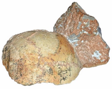 apidima homo sapiens skull (greece)
