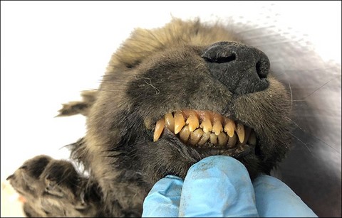 18,000y old siberian puppy - wolf or dog?